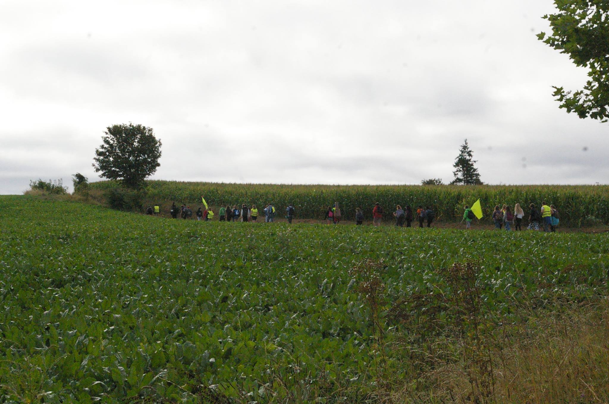 Pèlerins des maïs Pèlerins des maïs