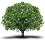 Parabole moderne de l'Arbre